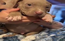 American Bully dogs for sale: Loc - Image 6