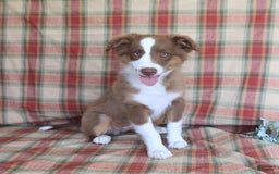 Miniature Australian Shepherd dogs for sale: Bozo - Image 6
