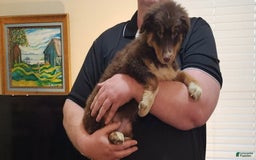 Australian Shepherd dogs for sale: Laura - Image 4