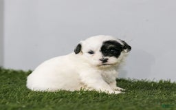 Shihpoo dogs for sale: Abby - Image 17