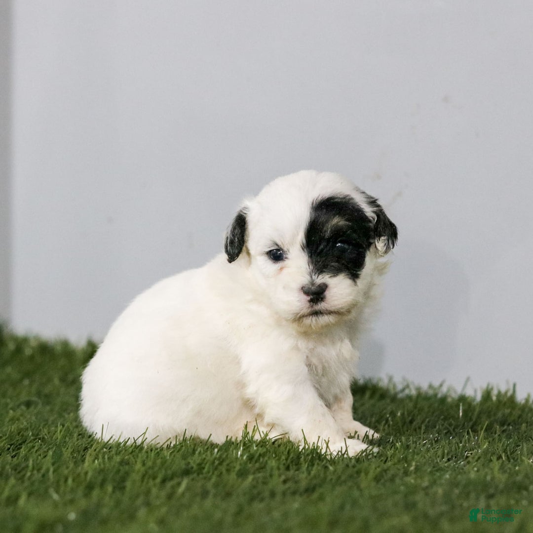 Shihpoo dogs for sale: Abby - Image 17