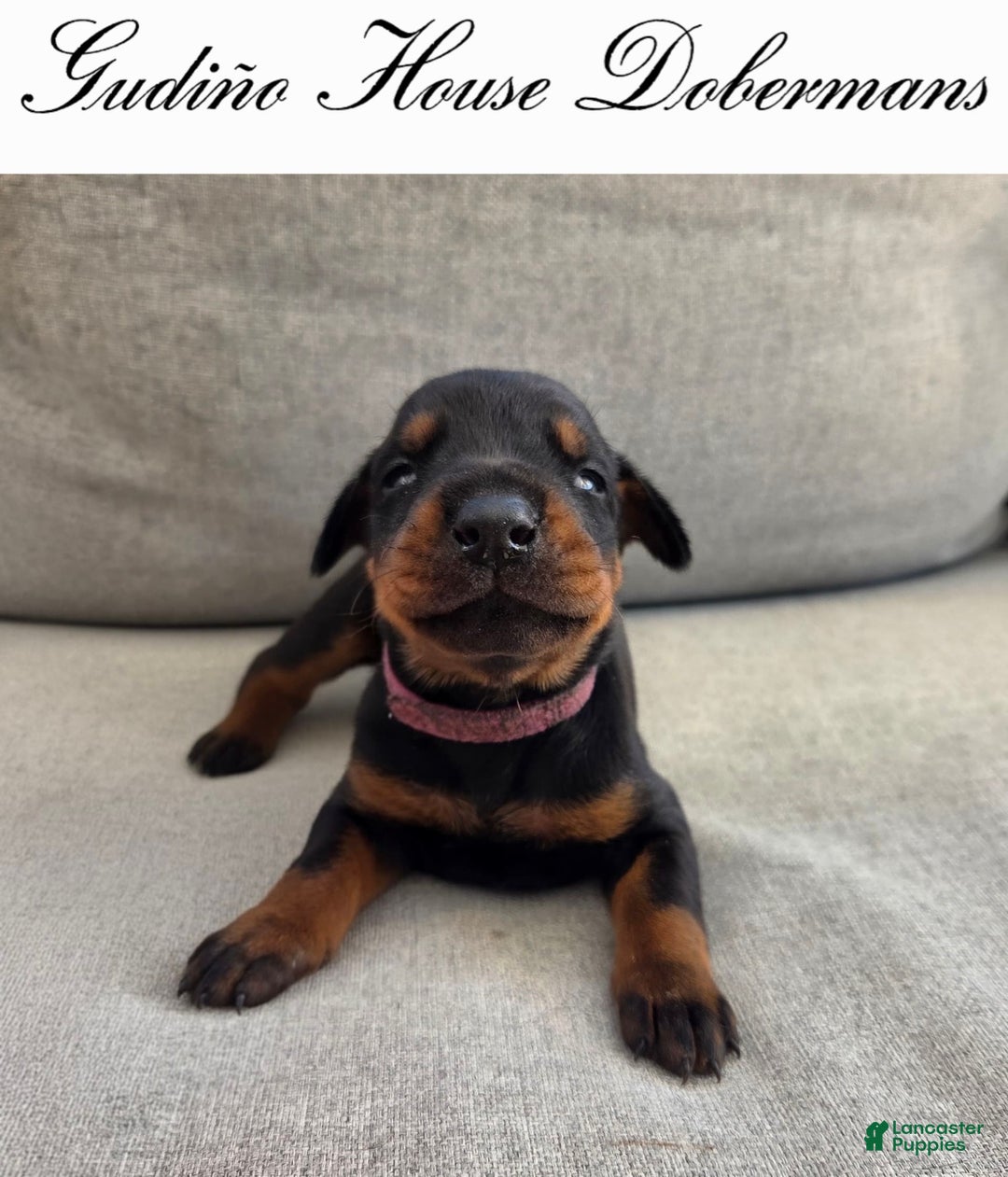 Doberman Pinscher dogs for sale: Pink Collar Female - Image 11