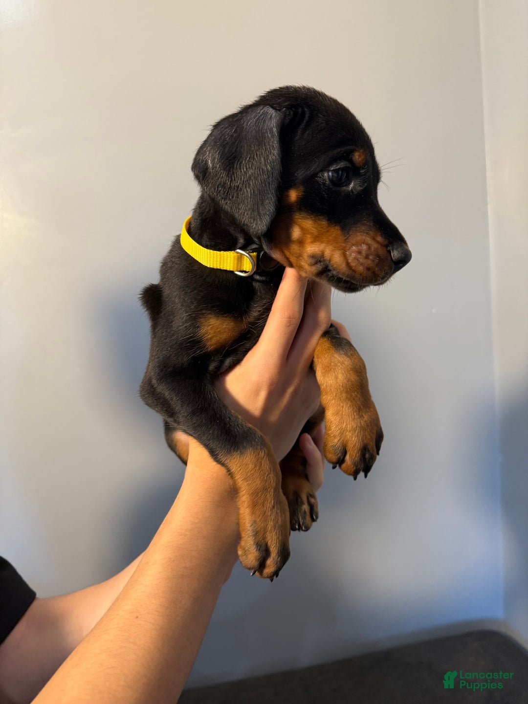 Doberman Pinscher dogs for sale: Yellow Collar - Image 10