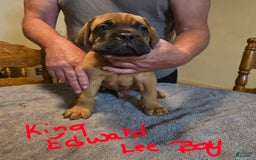 Dogue De Bordeaux dogs for sale: King Edward Lee - Image 1