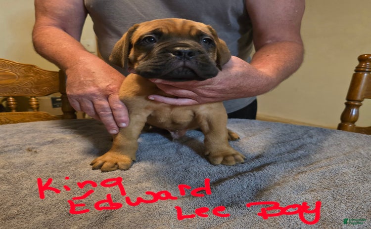 Dogue De Bordeaux dogs for sale - Ad 4