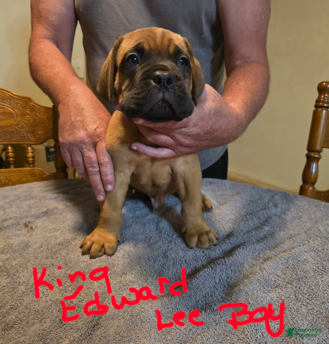 Dogue De Bordeaux dogs for sale: King Edward Lee - Image 1