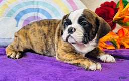 English Bulldog dogs for sale: Leo - Image 5