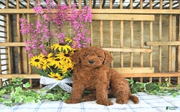  dogs for sale: Mini Goldendoodle 2 puppies - Image 2
