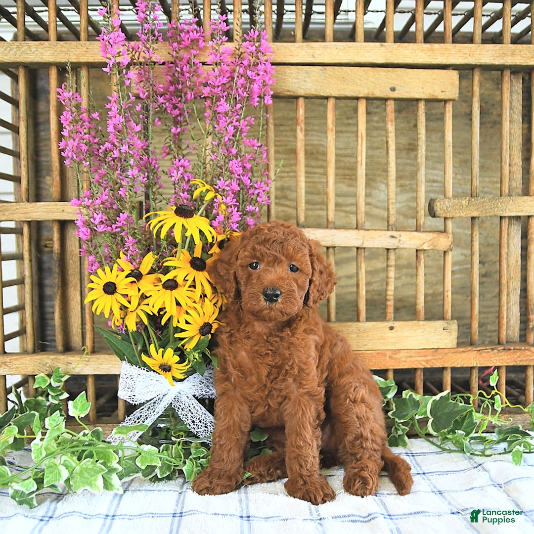  dogs for sale: Mini Goldendoodle 2 puppies - Image 2