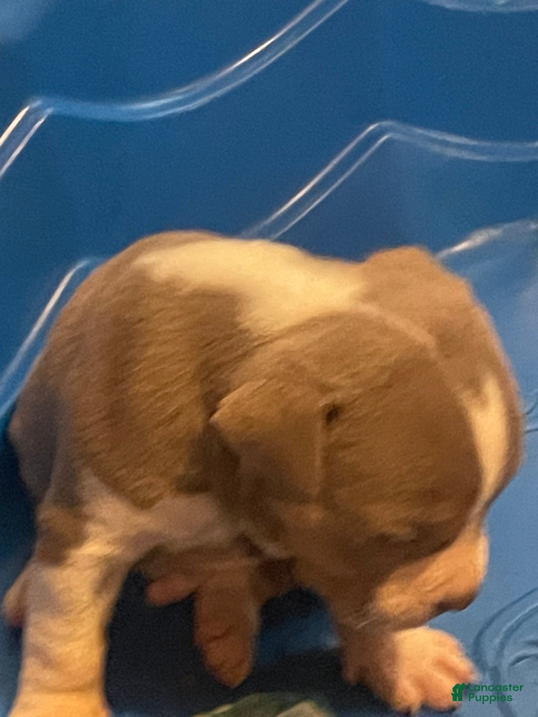 American Bully dogs for sale: Merl - Image 4