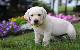 Labrador Retriever dogs for sale: Benny - Image 6