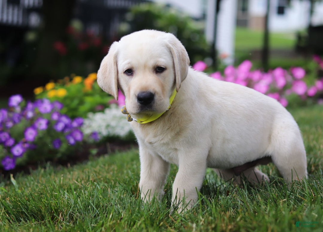Labrador Retriever dogs for sale: Benny - Image 6