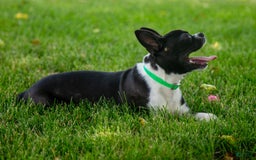 Boston Terrier dogs for sale: Zurich - Image 10