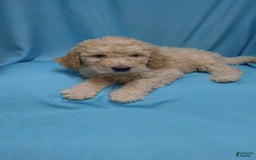Goldendoodle dogs for sale: Dusty - Image 1