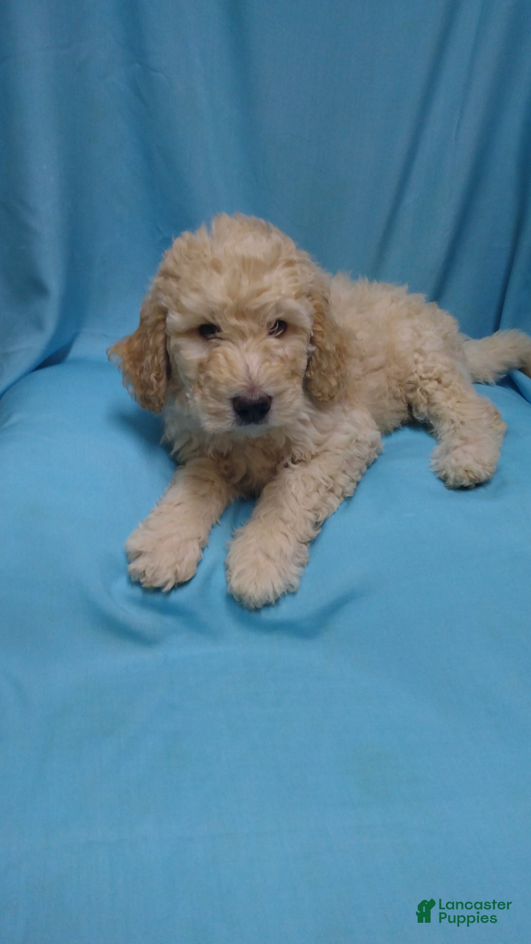 Goldendoodle dogs for sale: Dusty - Image 1