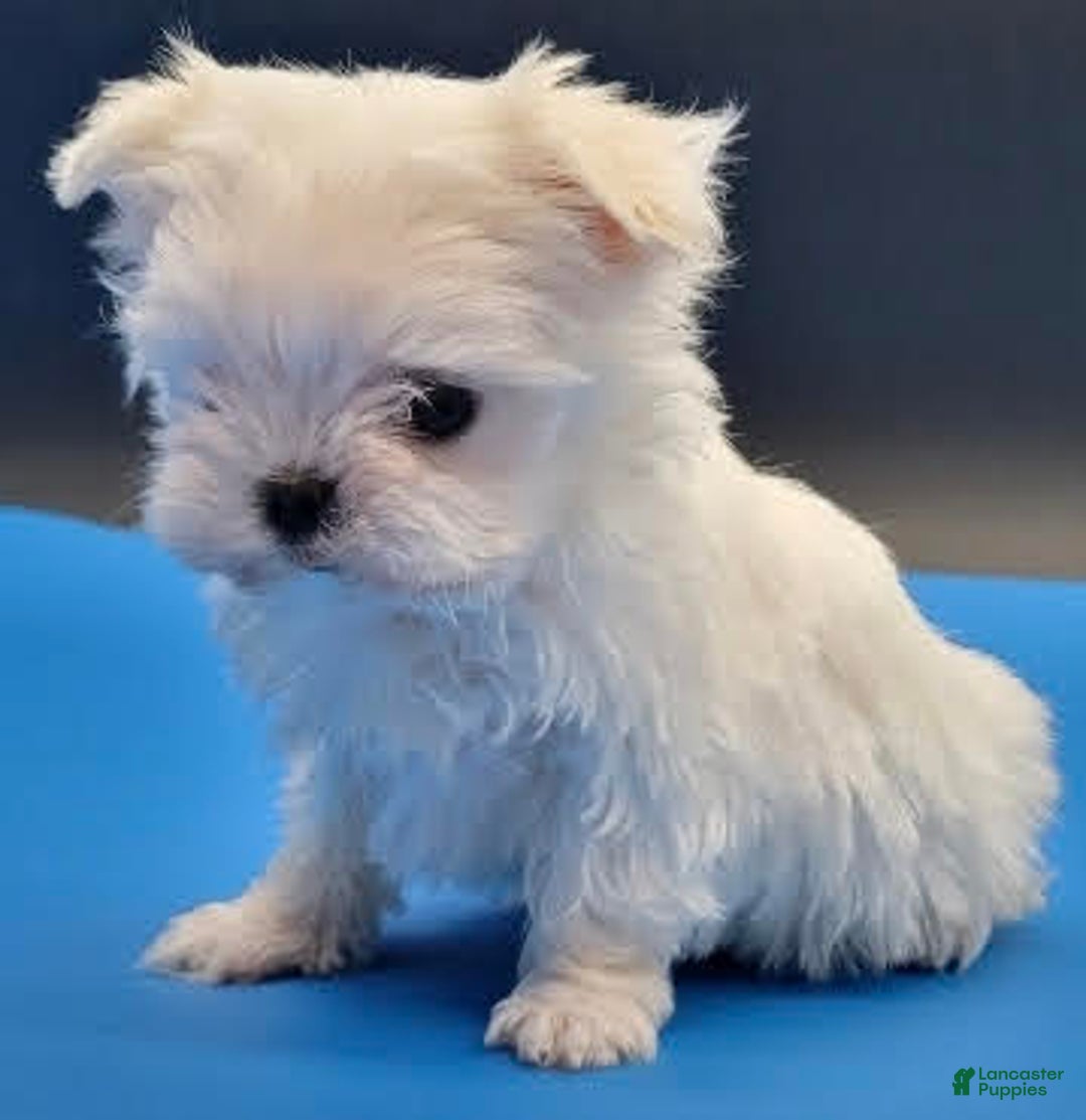 Maltese dogs for sale: Casper - Image 2