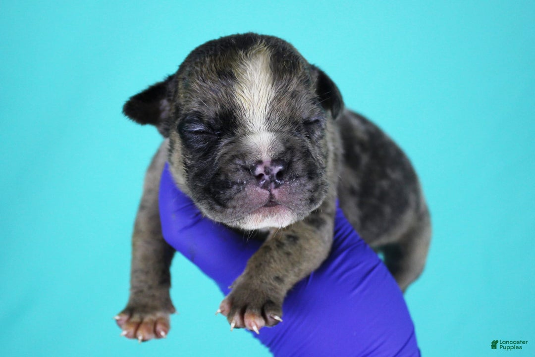 American Bully dogs for sale: Black Brindle Merle Male - Image 1