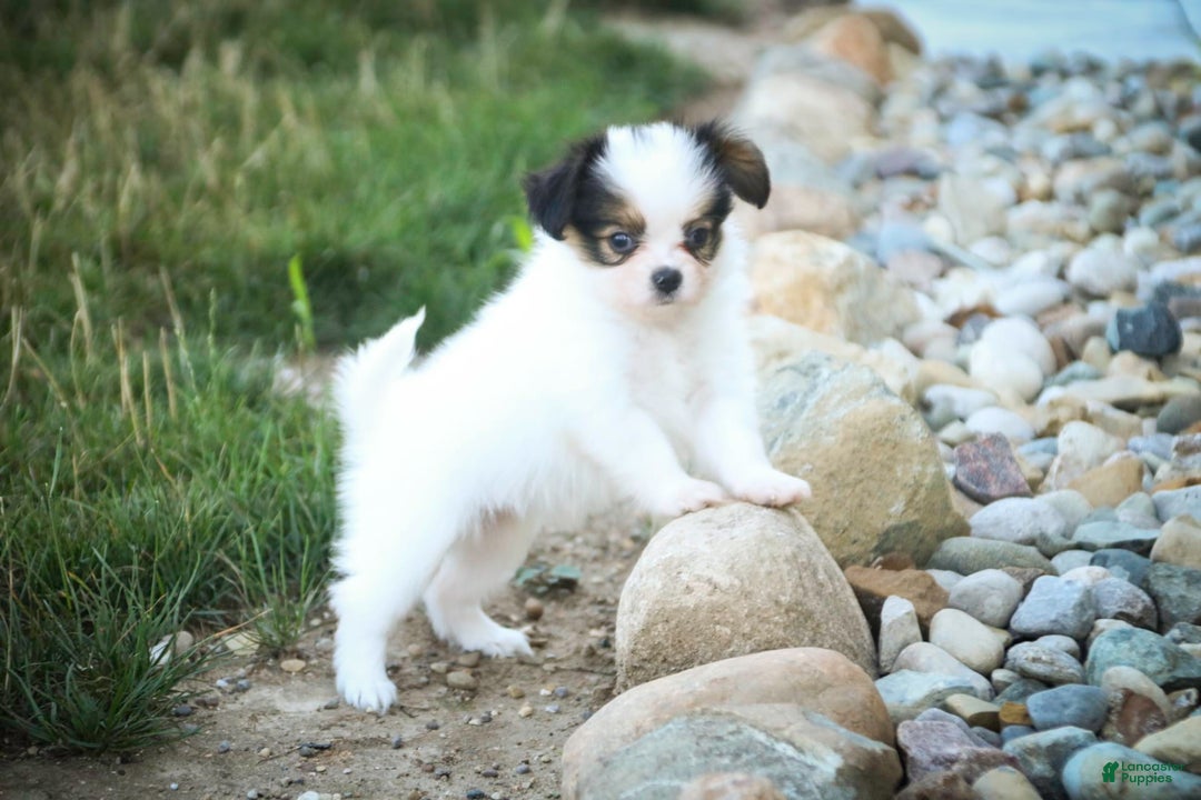 Papillon dogs for sale: Lavender - Image 2