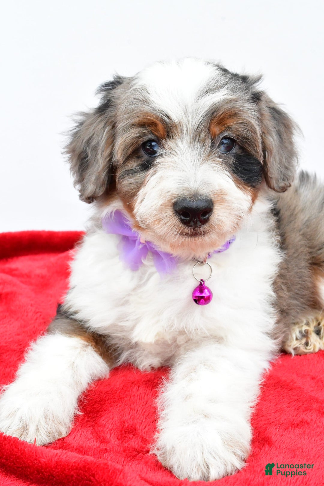 Mini Aussiedoodle dogs for sale: Lily - Image 3