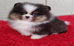 Pomeranian dogs for sale: Tux - Image 9
