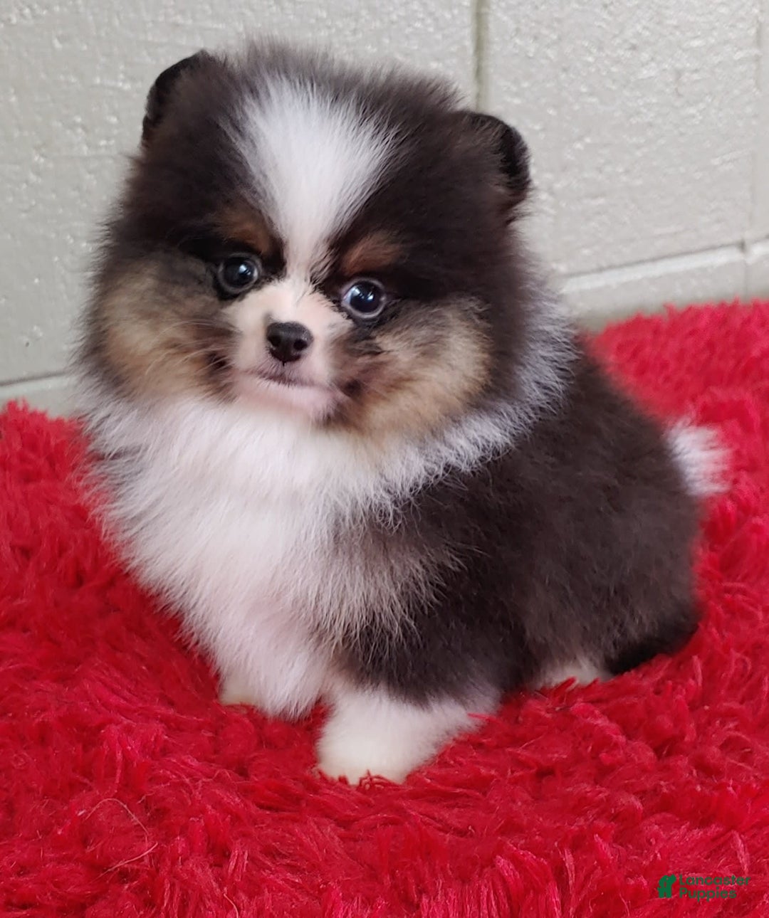 Pomeranian dogs for sale: Tux - Image 9