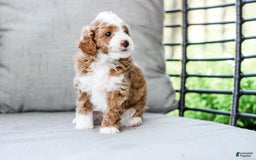 Mini Aussiedoodle dogs for sale: Cora - Image 3