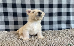 Scottish Terrier dogs for sale: Margie - Image 2