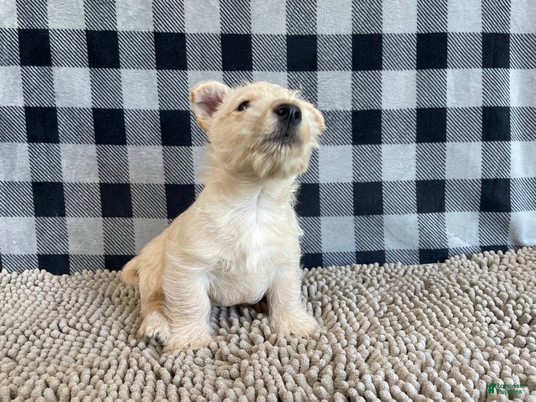 Scottish Terrier dogs for sale: Margie - Image 2