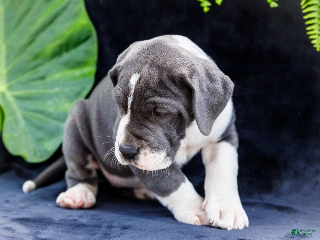 Great Dane dogs for sale: Missy - Image 29