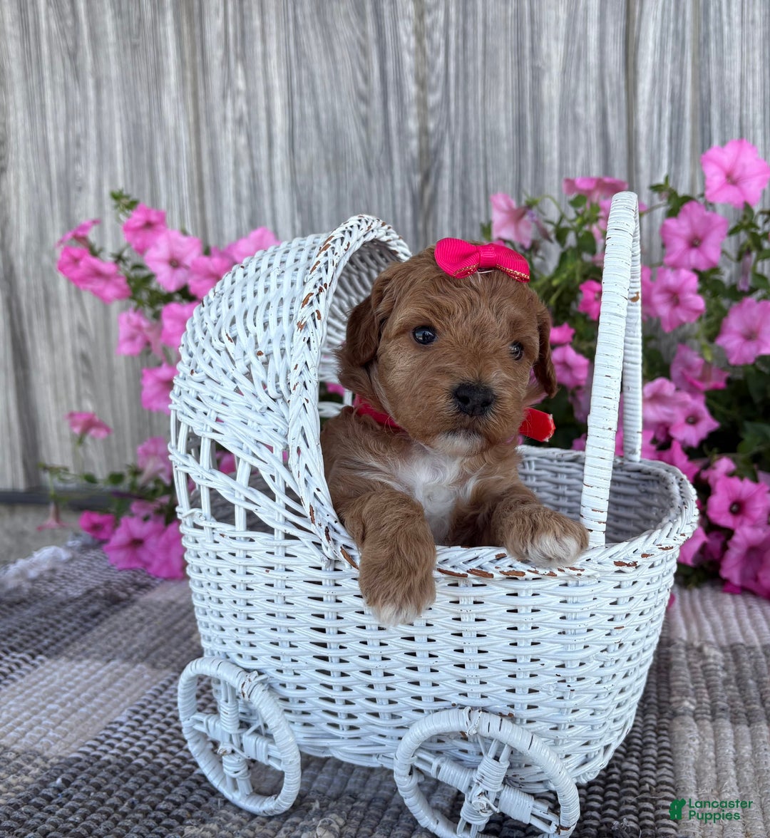 Mini Goldendoodle dogs for sale: Daisy - Image 4