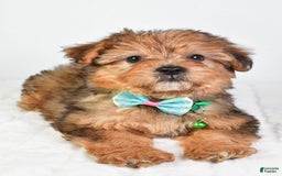 Yorkiepoo dogs for sale: Piper - Image 4