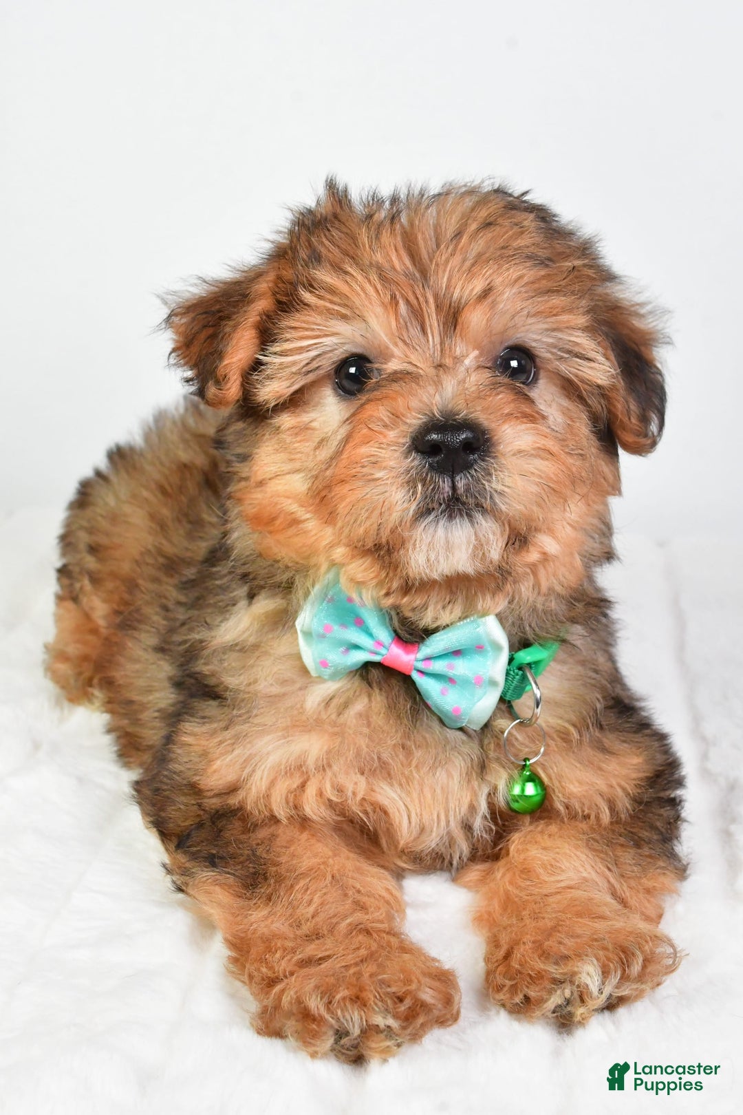 Yorkiepoo dogs for sale: Piper - Image 4