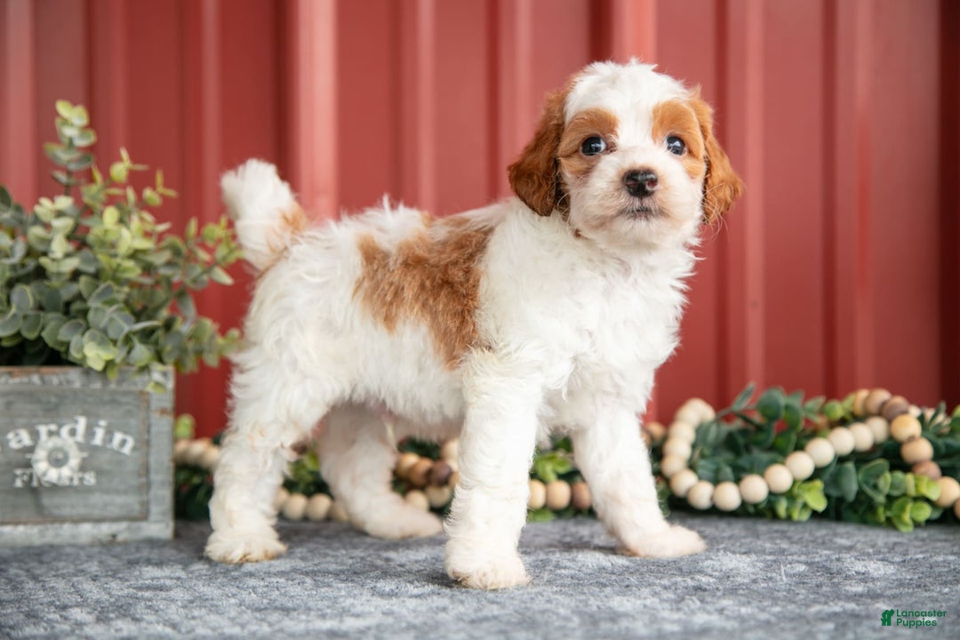 Mini Goldendoodle dogs for sale: Winston - Image 1