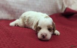 Cavapoo dogs for sale: Buzz - Image 11