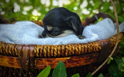 Morkie dogs for sale: Cream Point Ladybug - Image 11