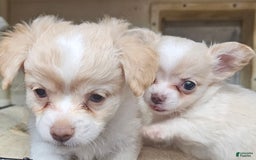 Chihuahua dogs for sale: Darcey - Image 11