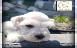 Miniature Schnauzer dogs for sale: Herbert - Image 6