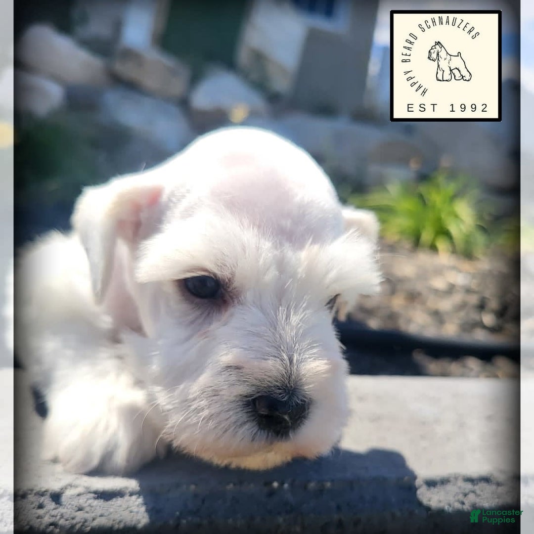 Miniature Schnauzer dogs for sale: Herbert - Image 6