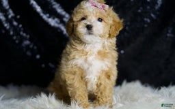 Maltipoo dogs for sale: Willow - Image 7