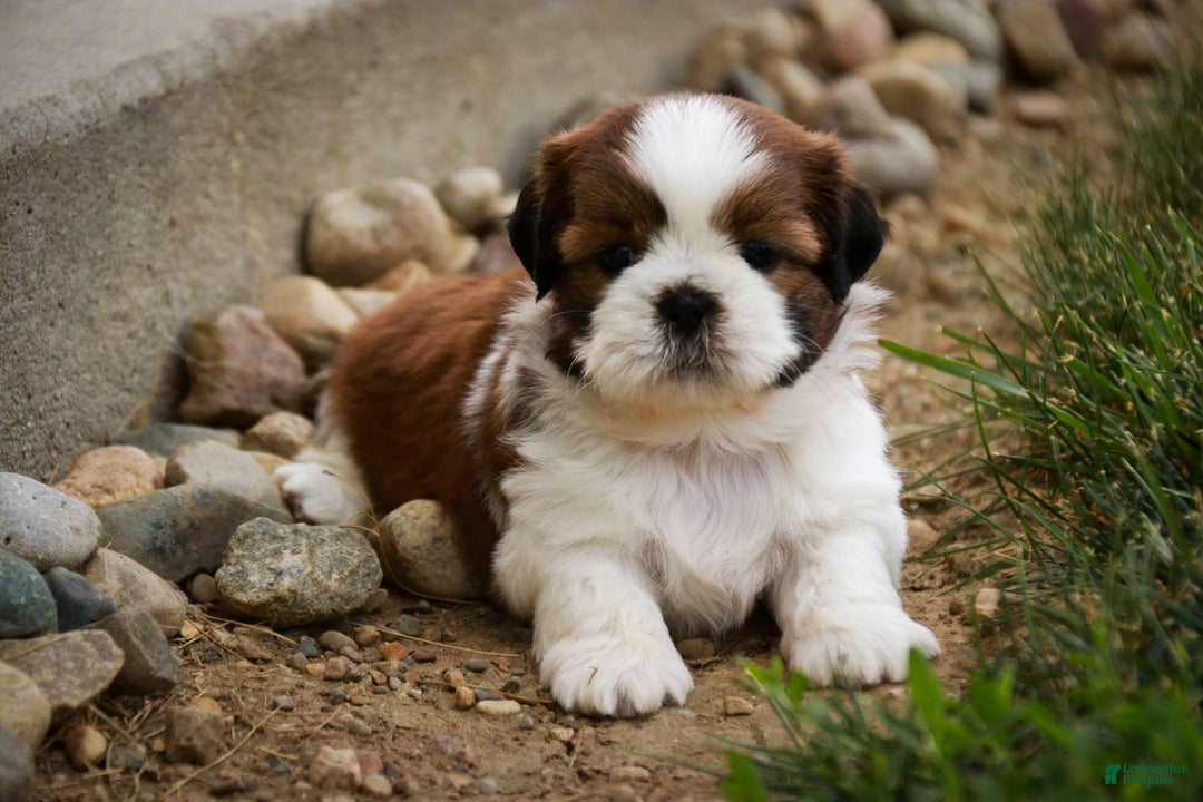 Shih Tzu dogs for sale: Brett - Image 5