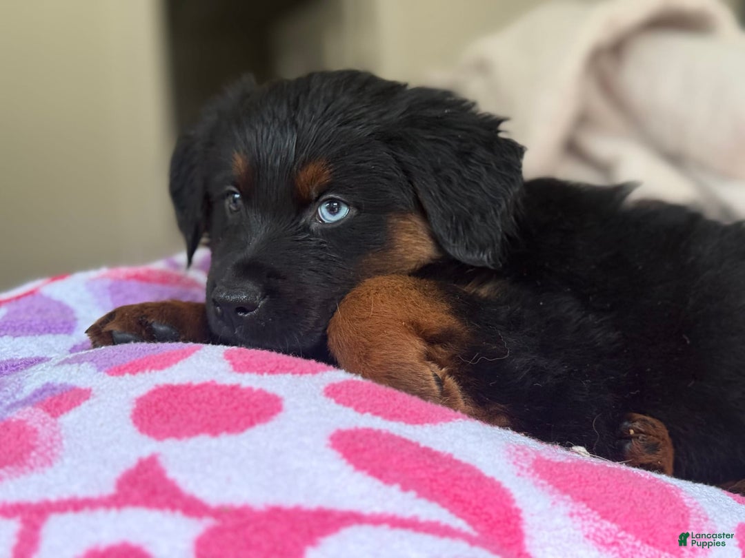 Australian Shepherd dogs for sale: Keotie - Image 8