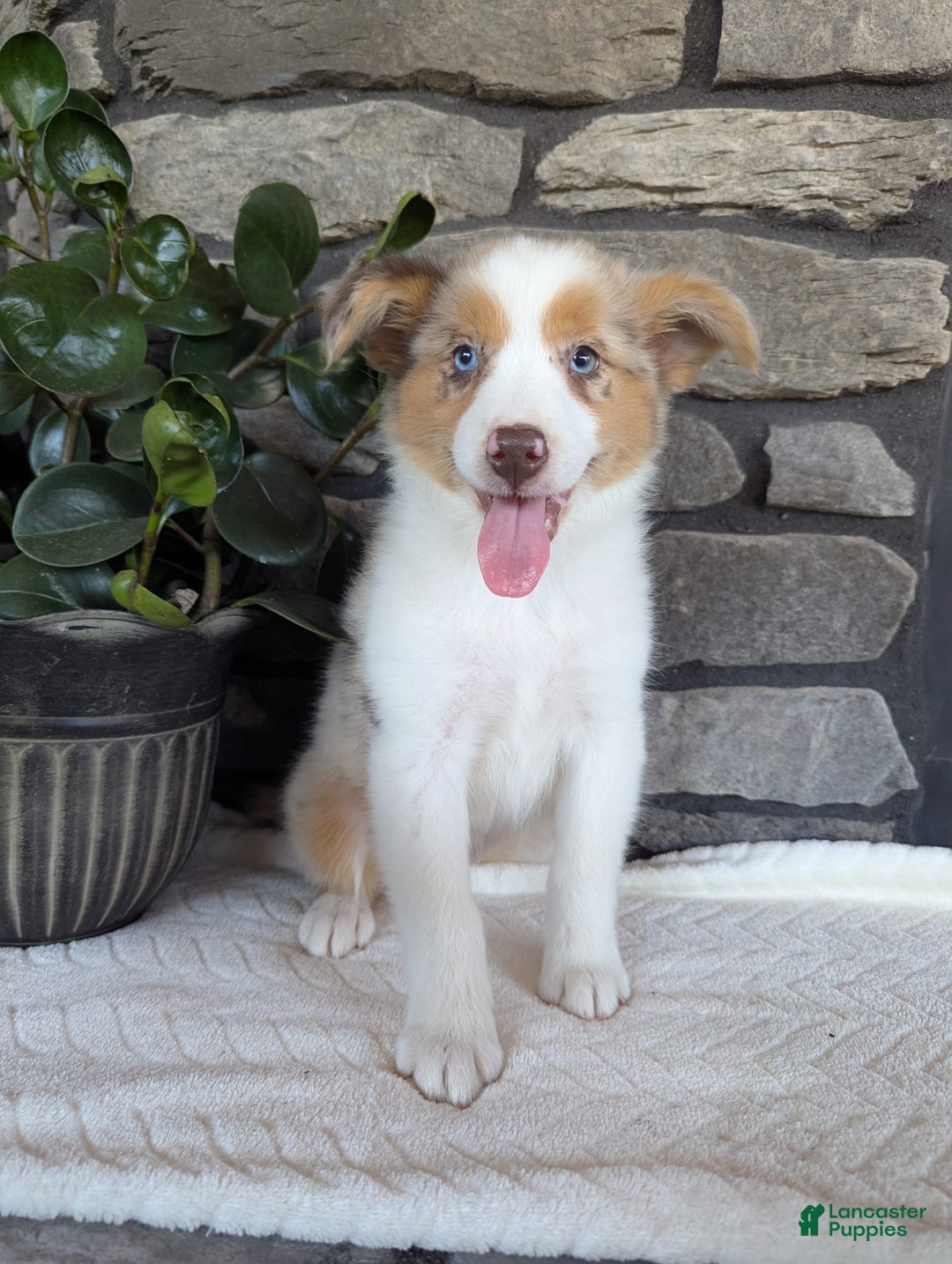 Australian Shepherd dogs for sale: Litty - Image 3