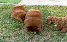 Pomeranian dogs for sale: Winston - Image 10