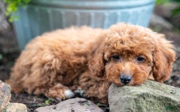 Miniature Poodle dogs for sale: Kodi - Image 1