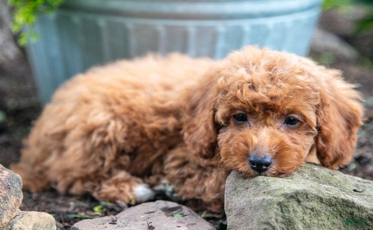 Miniature Poodle dogs for sale - Ad 1