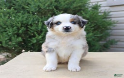 Miniature Australian Shepherd dogs for sale: Miniature Australian Shepherd 8 puppies - Image 17