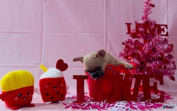 French Bulldog dogs for sale: Teseki - Image 2
