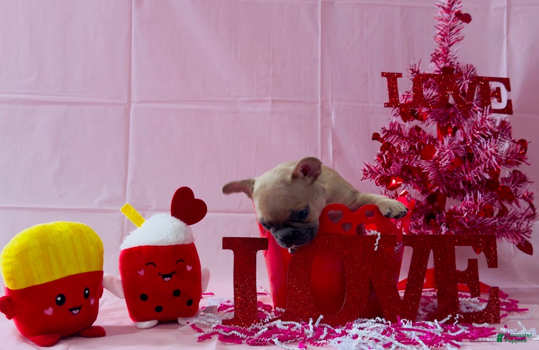 French Bulldog dogs for sale: Teseki - Image 2