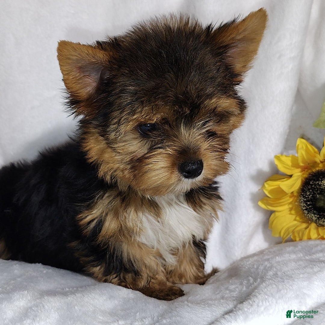 Yorkshire Terrier dogs for sale: Sheldon - Image 3
