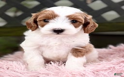 Cavapoo dogs for sale: Brady - Image 13